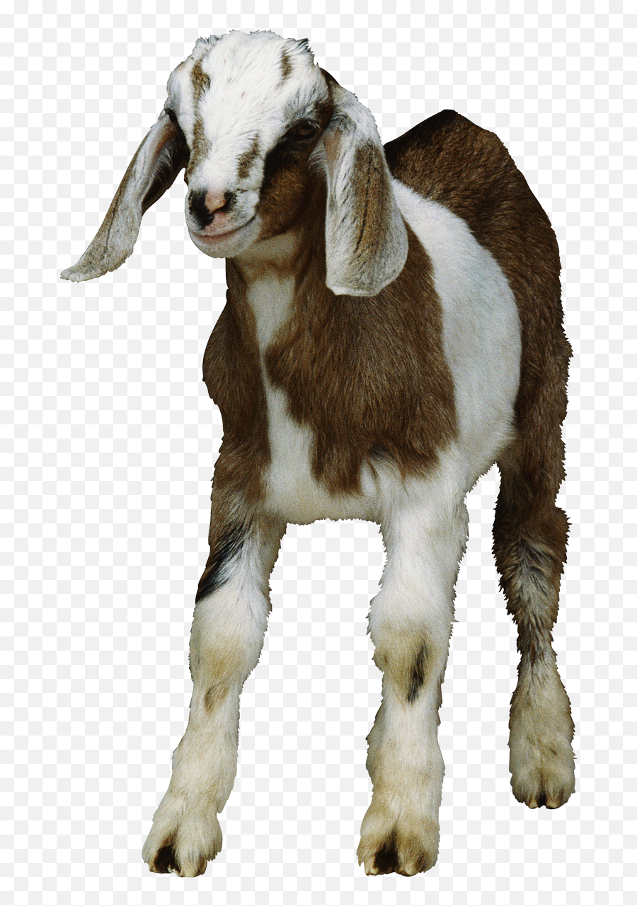 Goat Clip Art - Goat Kid Png Emoji,What Is The Goat Emoji