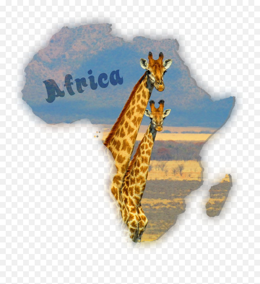 Giraffes South Africa Safari Africa - Imagenes De Jirafas En Africa Emoji,South Africa Emoji