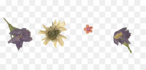 Pressed Flowers For You Darlings Happy - Pressed Flowers Transparent Background Emoji,Flower Emoji Tumblr