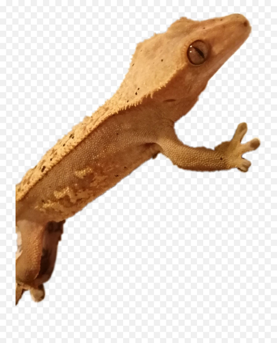 Gecko Crestedgecko Reptile Animal - Crested Gecko Gif Transparent Emoji,Gecko Emoji