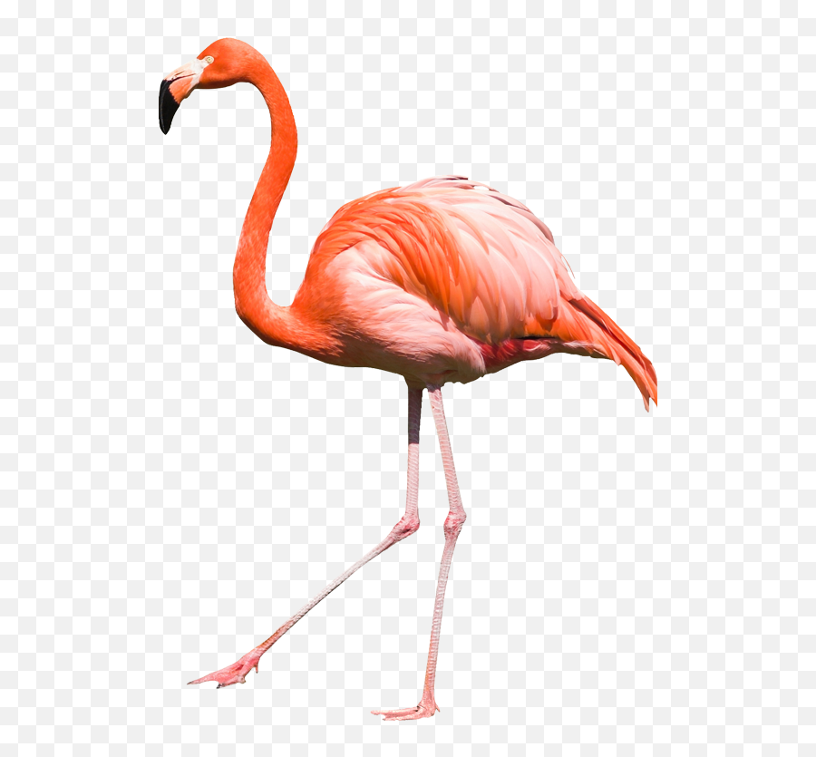 Free Flamingo Transparent Download Free Clip Art Free Clip - Flamingo Png Emoji,Flamingo Emoji