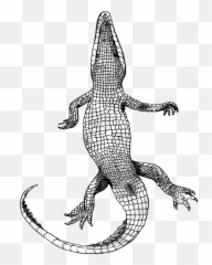 Vector Alligator Black And White Transparent Png Clipart - Bottom Of An Alligator Emoji,Gator Emoji