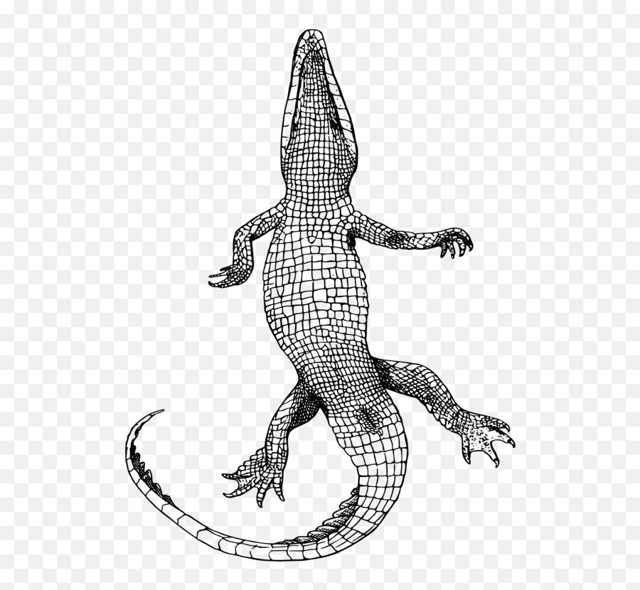Vector Alligator Black And White Transparent Png Clipart - Bottom Of An Alligator Emoji,Gator Emoji