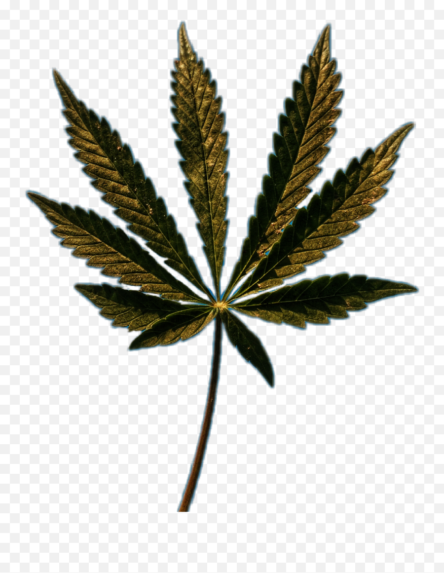 The Newest Marijuana Stickers On Picsart - Weed Leaf Transparent Background Emoji,Marijuana Emoji