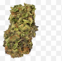 Kush Png U0026 Free Kushpng Transparent Images 75755 - Pngio Transparent Weed Png Emoji,Weed Plant Emoji