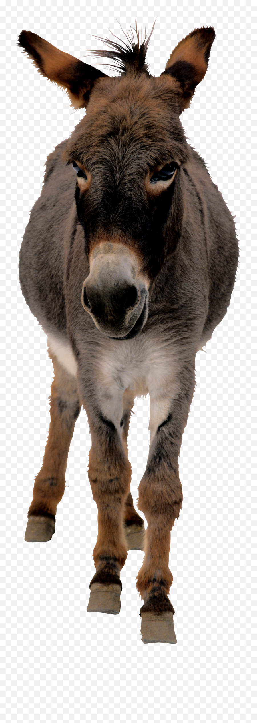 Donkey Png Images Free Download - Donkey Png Emoji,Donkey Emoji Download