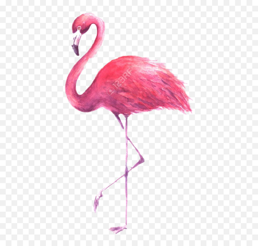 Flamingo Challenge Sticker Pink - Bird White Background Flamingo Emoji,Flamingo Emoji