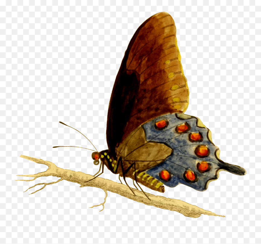Pipevine Swallowtail Butterfly Vector - Apatura Emoji,Golf Cart Emoji