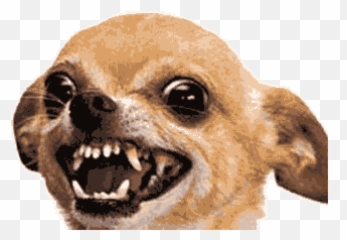 Dog Sticker Animated - Angry Chihuahua Emoji,Meerkat Emoji