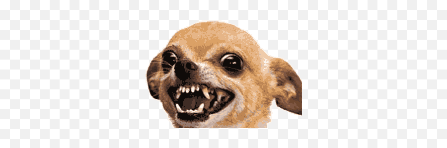 Dog Sticker Animated - Angry Chihuahua Emoji,Meerkat Emoji