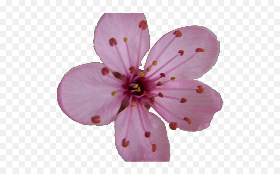 Cherry Blossom Clipart Svg - Single Cherry Blossom Flower Transparent Emoji,Cherry Blossom Emoticon