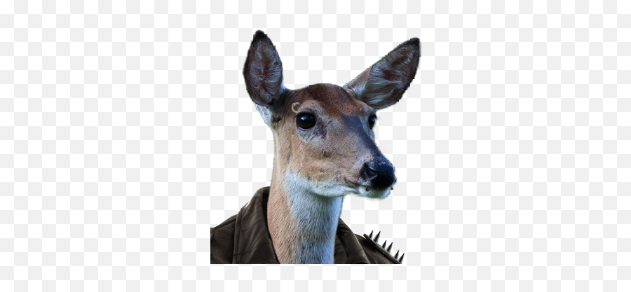 Foos Foosgirlcockclub - Girlcockclub Wildlife Emoji,Whitetail Deer Emoji