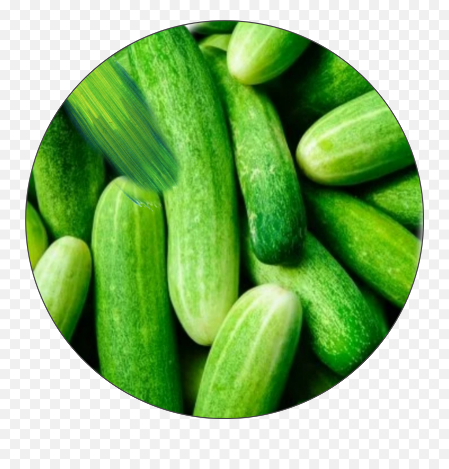 Popular And Trending Pickles Stickers On Picsart - Cucumber 1 Kg Emoji,Pickle Emoji
