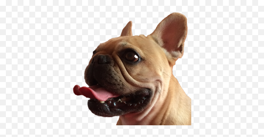 French Bulldog Pack - French Bulldog Emoji,French Bulldog Emoji