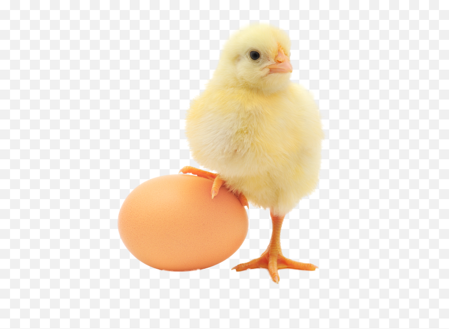 Baby Chick - Kip En Het Ei Emoji,Baby Chick Emoji