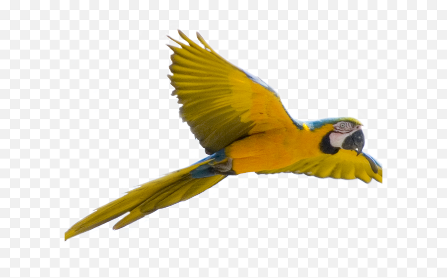 Parrot Clipart Face - Flying Bird With No Background Emoji,Parrot Emoticon