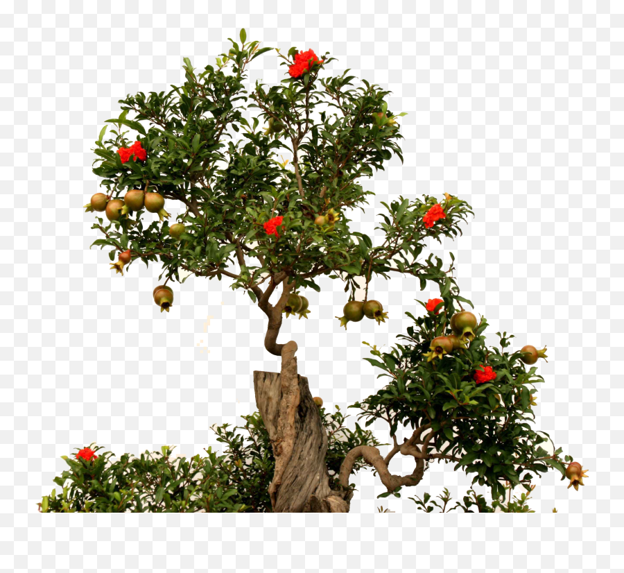 Fruit Root Green - Pomegranate Tree Transparent Background Emoji,Pomegranate Emoji