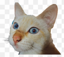 cat gato asustado FreeToEdit Sticker by Iamamyrdz - Domestic Cat Emoji
