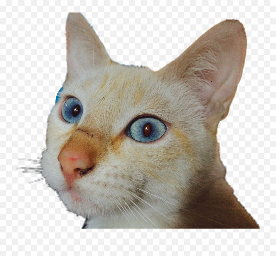 Cat Gato Asustado Freetoedit Sticker By Iamamyrdz - Domestic Cat Emoji,Emoji Asustado