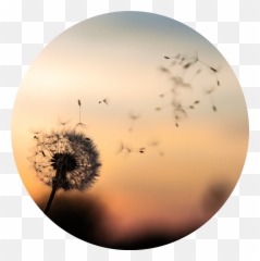Dandelion Circle Background Is There No Dandelion - Leben Geht Zu Ende Emoji,Dandelion Emoji
