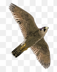 Picture - Falcon Png Emoji,Hawks Emoji