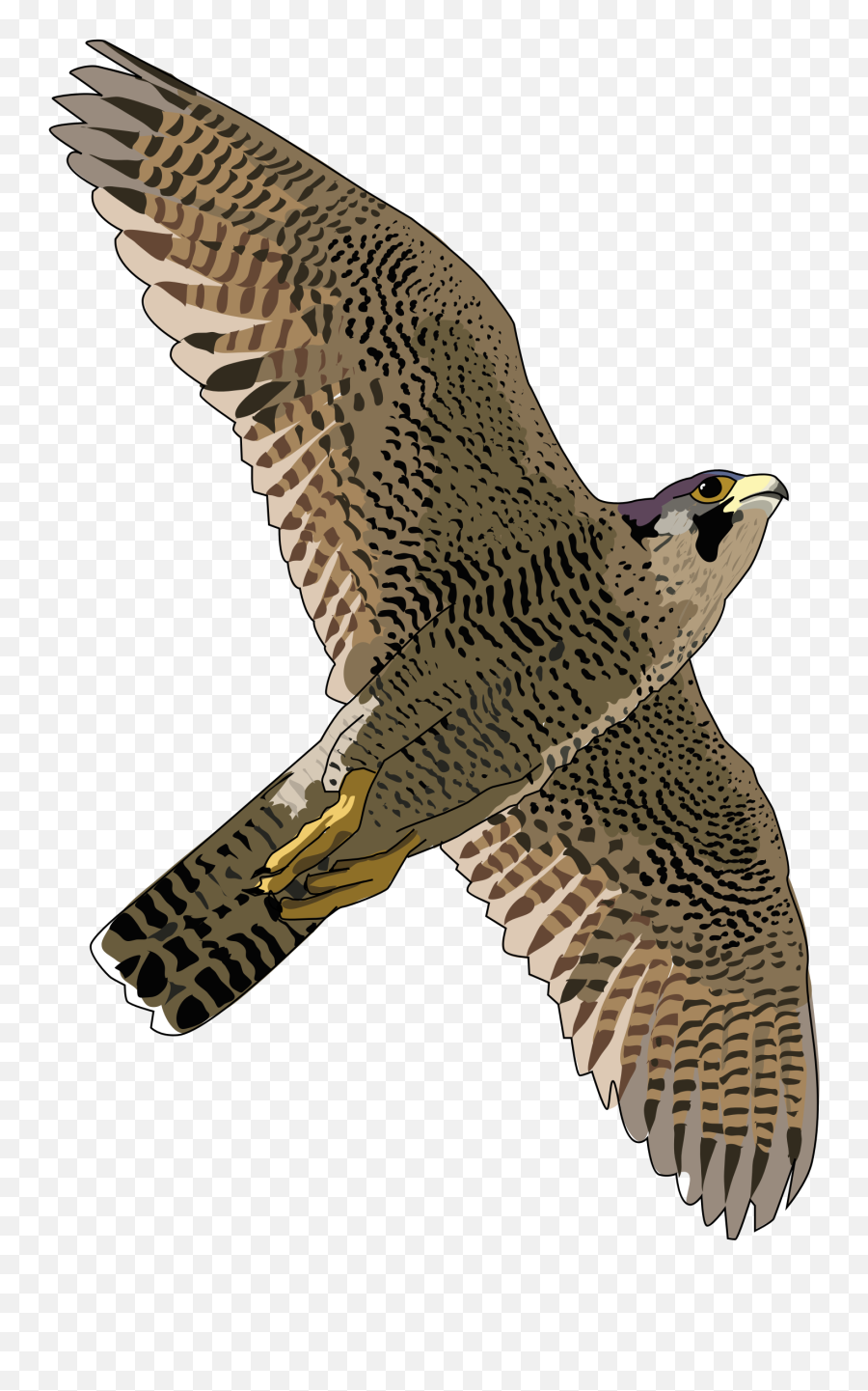 Picture - Falcon Png Emoji,Hawks Emoji