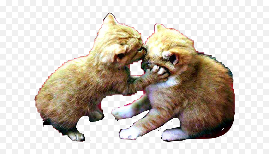 Kitty Kittens Kitten Cats Cat Cute Love Kiss Hug Freeto - Ölene Kadar Helalimsin Emoji,Cat Kiss Emoji