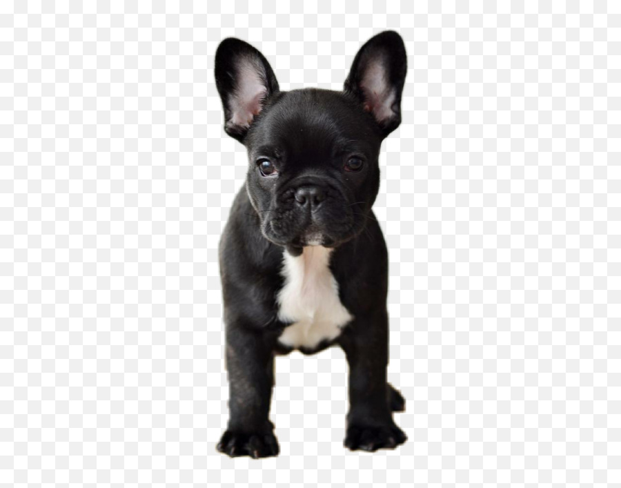 Dog Animals Pets Frenchie Frenchy - Cute Black French Bulldog Emoji,French Bulldog Emoji