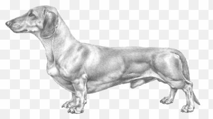 Dachshund Standard - Dachshund Emoji,Wiener Dog Emoji