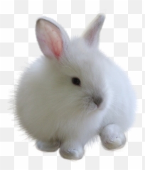 Fuzzy Bunny White Rabbitfreetoedit - Rabbit Png For Picsart Emoji,White Rabbit Emoji