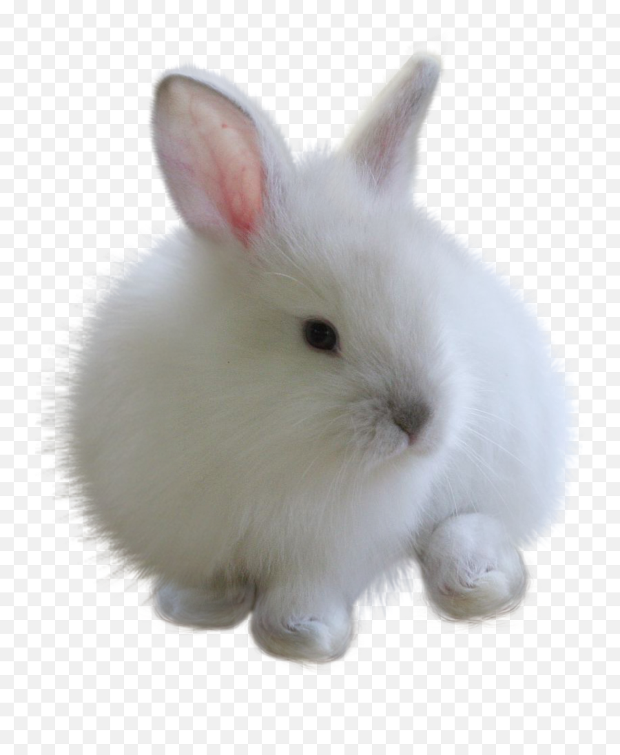 Fuzzy Bunny White Rabbitfreetoedit - Rabbit Png For Picsart Emoji,White Rabbit Emoji