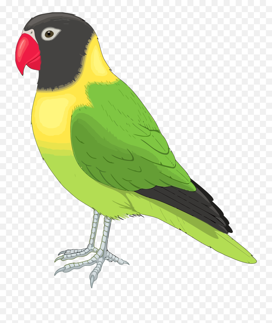 Realistic Parrot Bird Clipart Png - Pet Bird Clipart Emoji,Parrot Emoticon