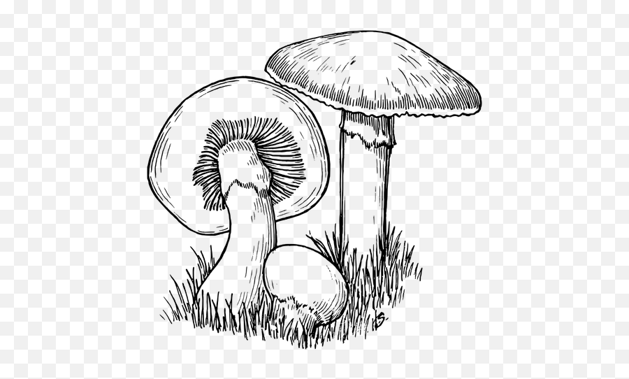 Mushrooms Vector Illustration - Mushroom Drawing Emoji,Mushroom Cloud Emoji