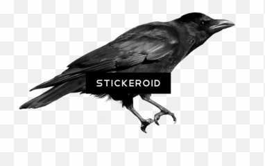 Crow Transparent Png Png Download - American Crow Png Emoji,Raven Bird Emoji