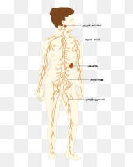 Te - Lymphatic And Immune System Emoji,Shoulder Shrug Emoji