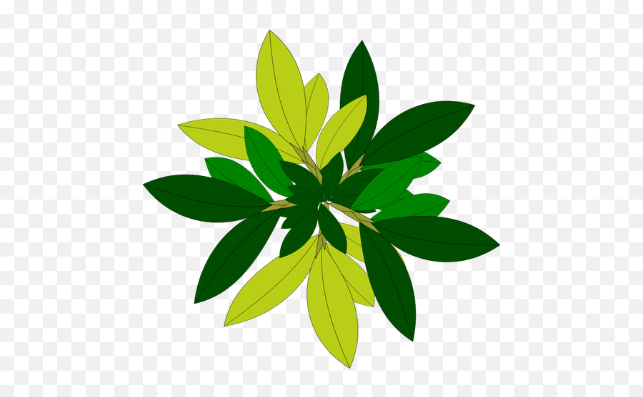 Tree Leaves - Plant Top View Png Vector Emoji,Palm Tree Emojis