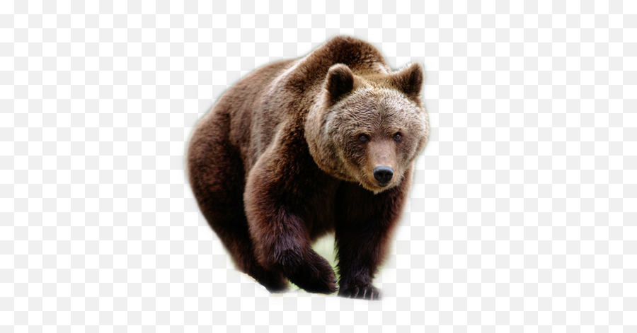 Bear Grizzly - Animals One One Name Emoji,Grizzly Bear Emoji