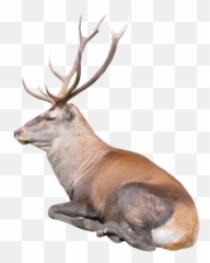 Deer Wallpaper For Free Posted By Zoey Anderson - Ciervo Acostado Emoji,Buck Deer Emoji