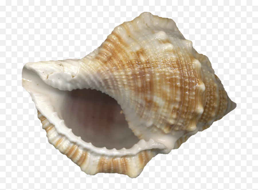 Sea Shell - Deniz Sesi Gelen Deniz Kabuu Emoji,Seashell Emoji