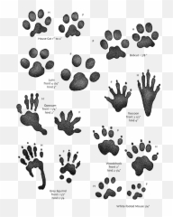 Pawprint Clipart Lynx Pawprint Lynx - Animal Tracks For Kids Emoji,Opossum Emoji