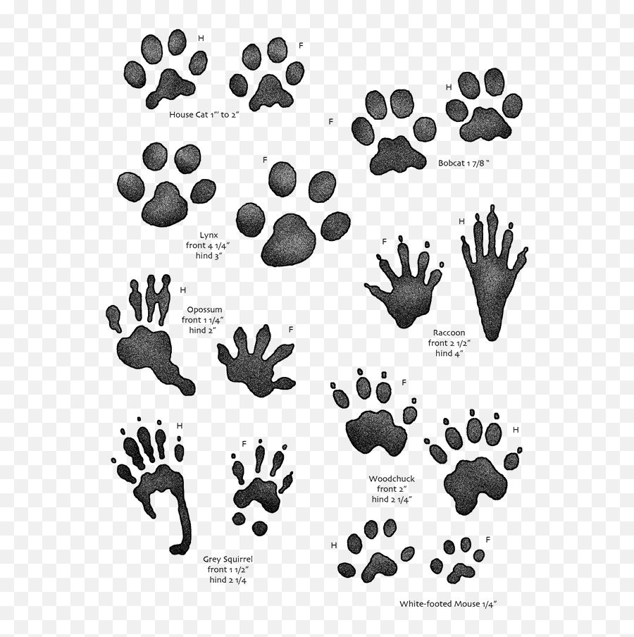 Pawprint Clipart Lynx Pawprint Lynx - Animal Tracks For Kids Emoji,Opossum Emoji