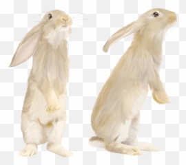 Download White Rabbit Png Image Hq Png - Rabbit Standing Side View Emoji,White Rabbit Emoji
