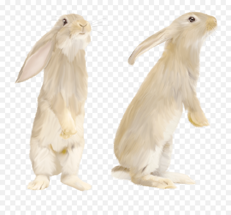 Download White Rabbit Png Image Hq Png - Rabbit Standing Side View Emoji,White Rabbit Emoji