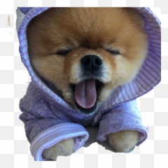 Jiffpom - Las Fotos Mas Lindas De Jiffpom Emoji,Jiffpom Emoji