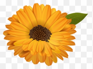 Orange Flowers Clipart - Transparent Background Free Emoji