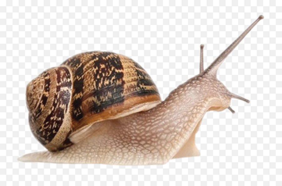 Giant African Snail Achatina Achatina Gastropods Cornu - Transparent Background Snail Png Emoji,Snail Emoji