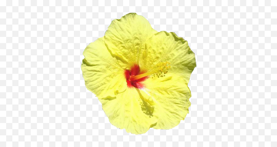 Hibiscus Psd Official Psds - Shoeblackplant Emoji,Hibiscus Emoji