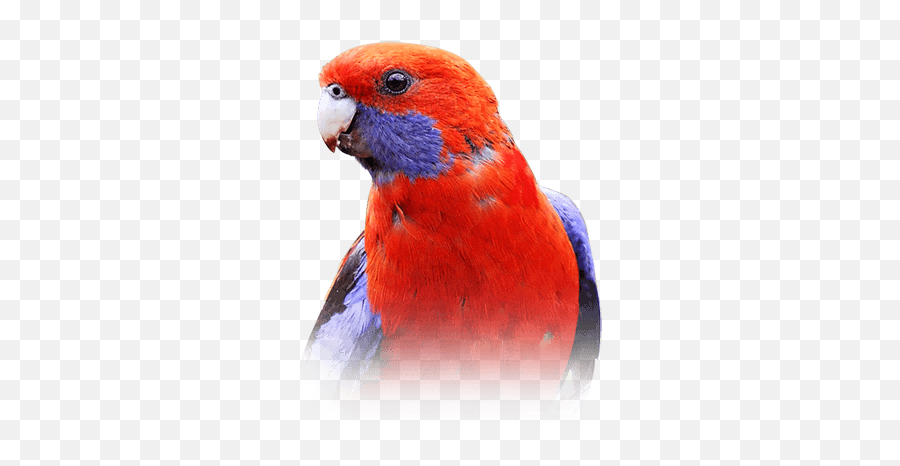 Red Rosella Parrot For Sale - Parrots Emoji,Parrot Emoji