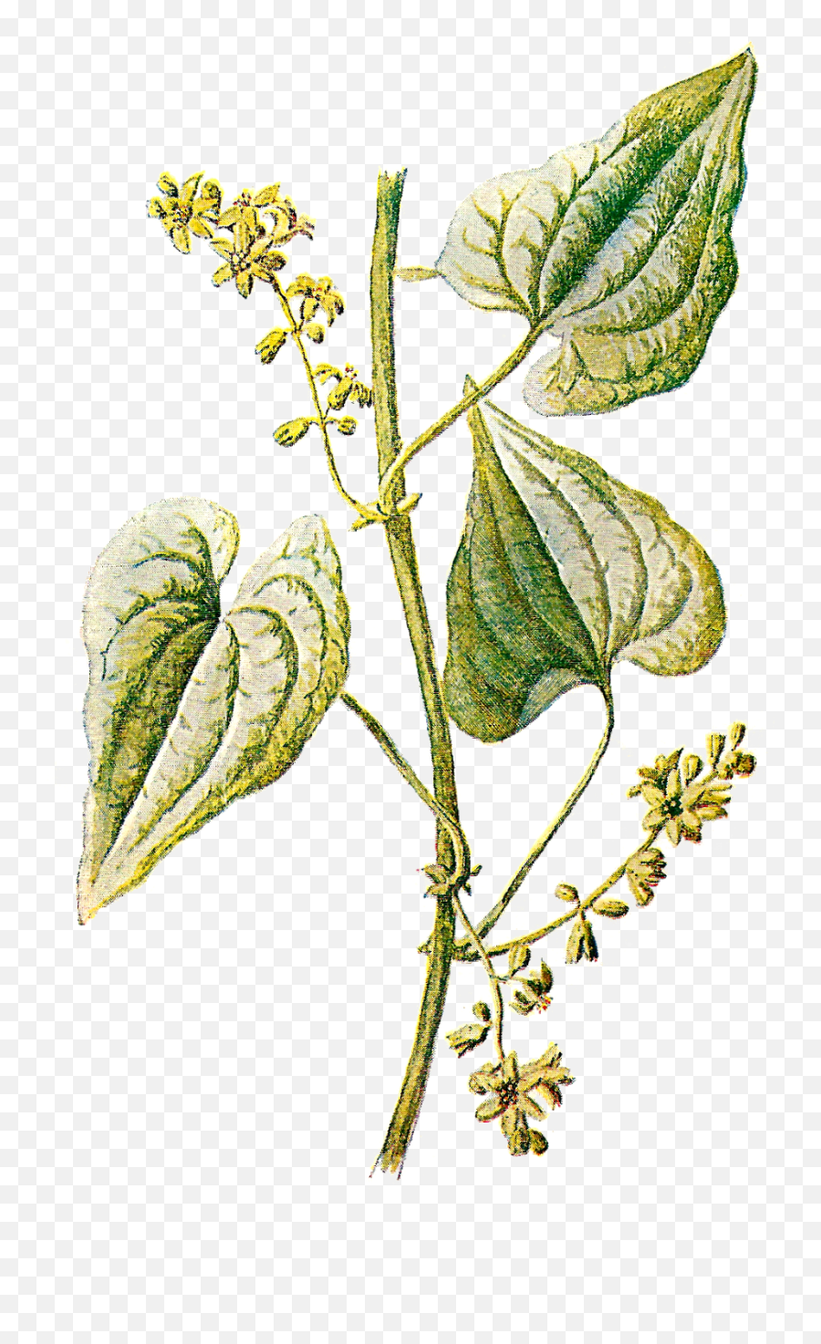 Plant Clipart Herb Plant Herb - Vintage Plant Illustration Png Emoji,Herb Emoji