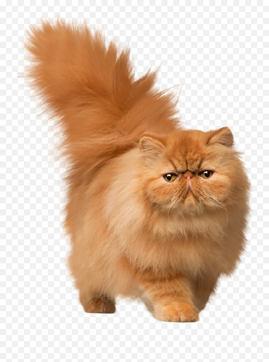 Cats Png Free Images Download - Cute Persian Cat Png Emoji,Free Cat Emoji